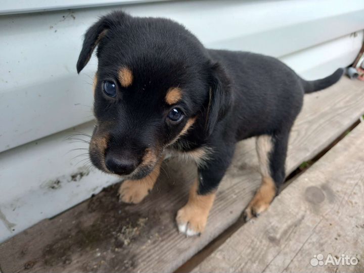 Отдам щенков