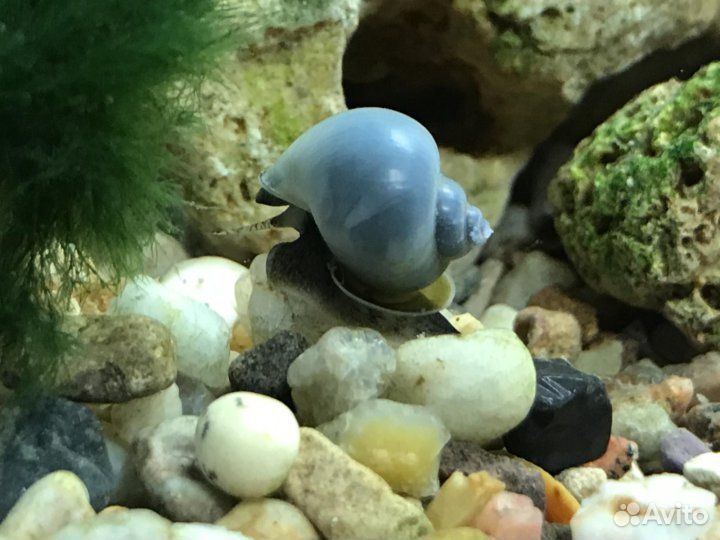 Аквариумные улитки ампуллярии голубые