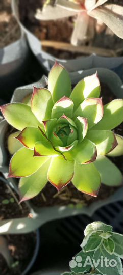 Молодило каменная роза