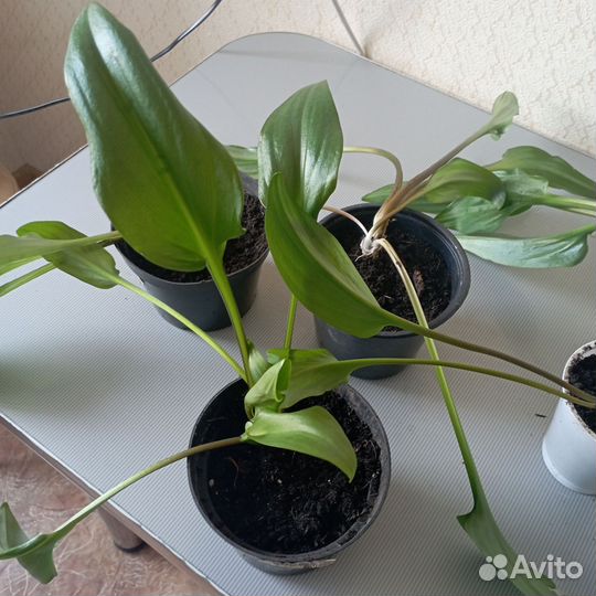 Цветок женское счастье