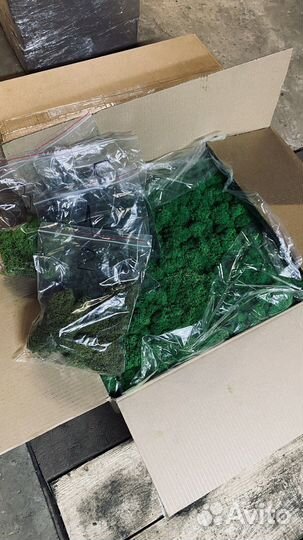 Мох ягель живой