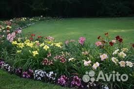 Набор лилейников. Распродаю излишки из своего сада