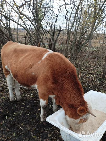 Молодняк крс