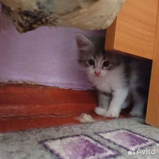 Кошки в добрые руки бесплатно