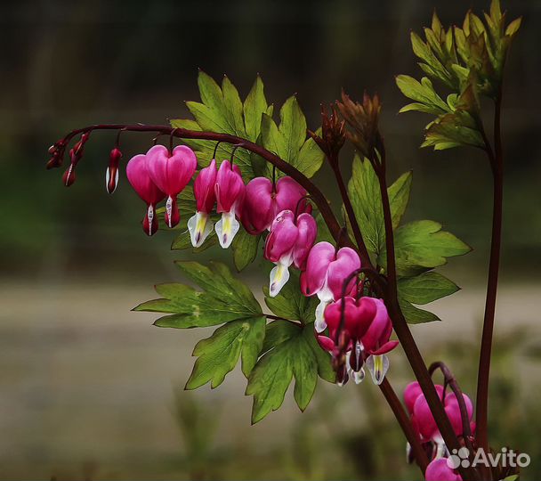 Мискантусы