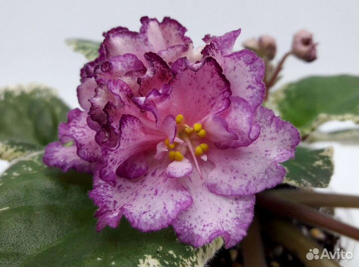 Ле Владимир