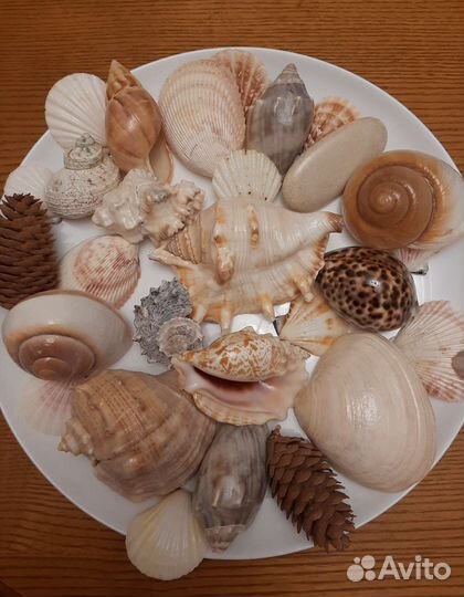 Коллекция мини ракушечек
