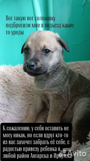 Щенок в добрые руки