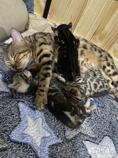 Бенгальские котята