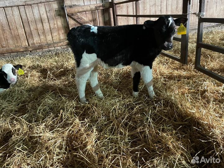 Бычки на откорм