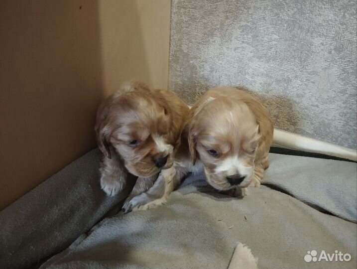Щенки кокер спаниеля