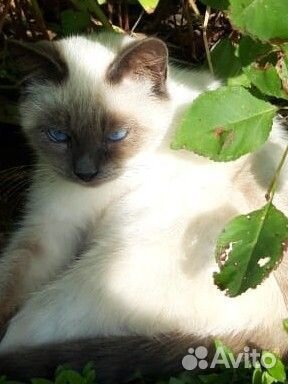 Кошка в дар