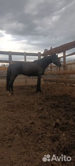 Продажа иноходцев Усть-Коксинский р-н