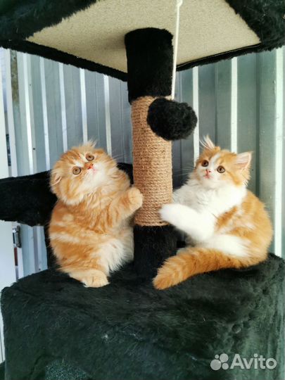 Шотландский вислоухий кот красный мрамор