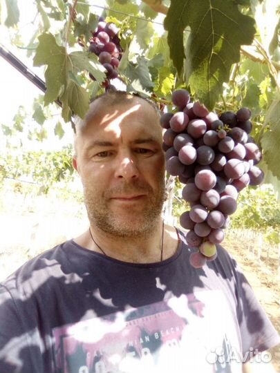 Услуги Агронома.Онлаин консультации