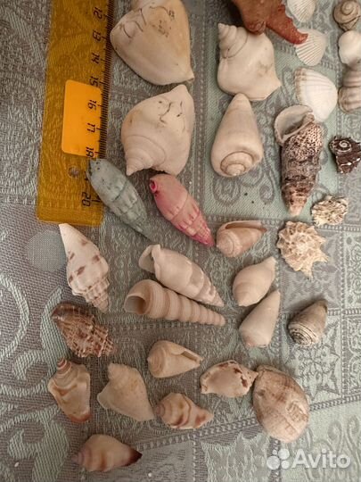 Ракушки морские средние и мелкие