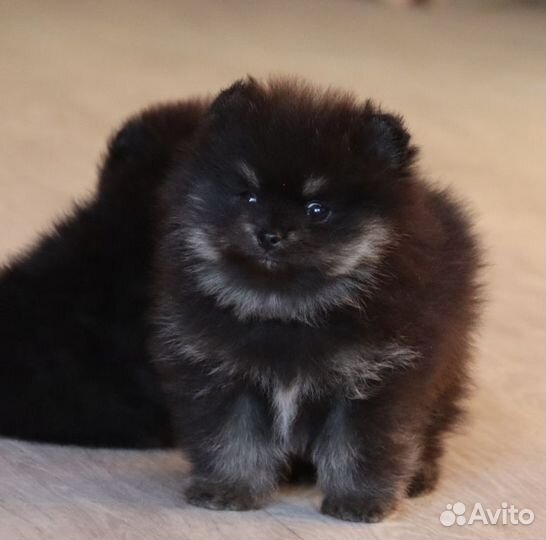 Шпицедетки