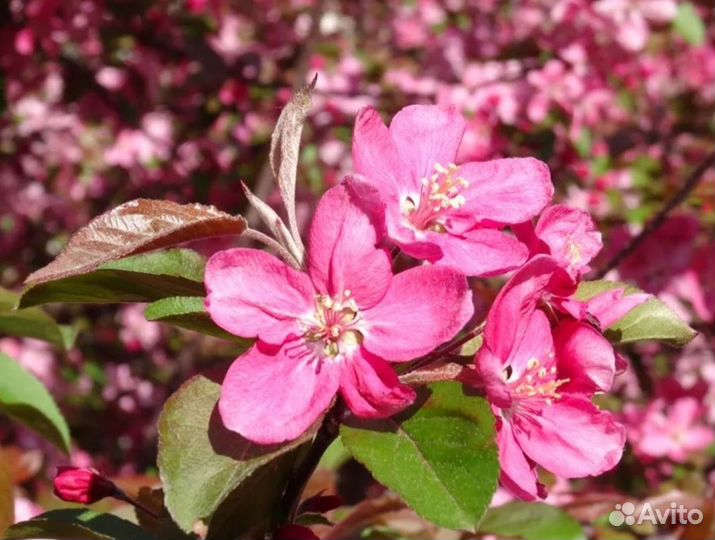 Яблоня Орлик (3 года)