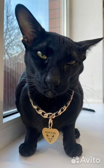 Ориентальные котята