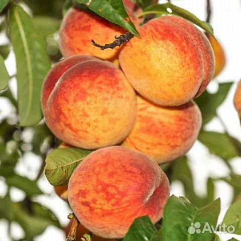 Персик Донецкий жёлтый