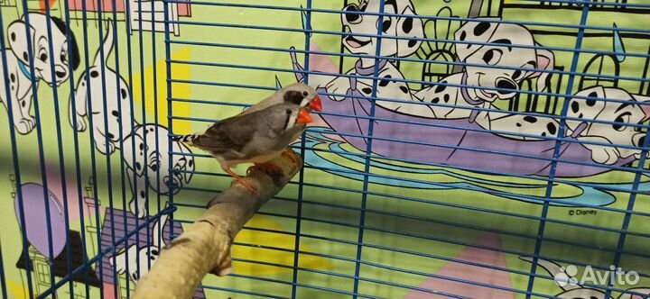 Амадины с клеткой