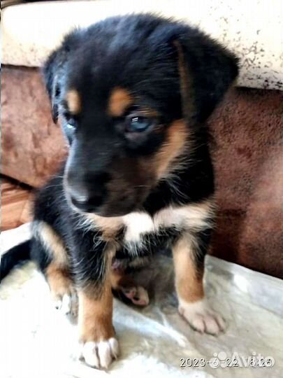 Собака щенки в добрые руки