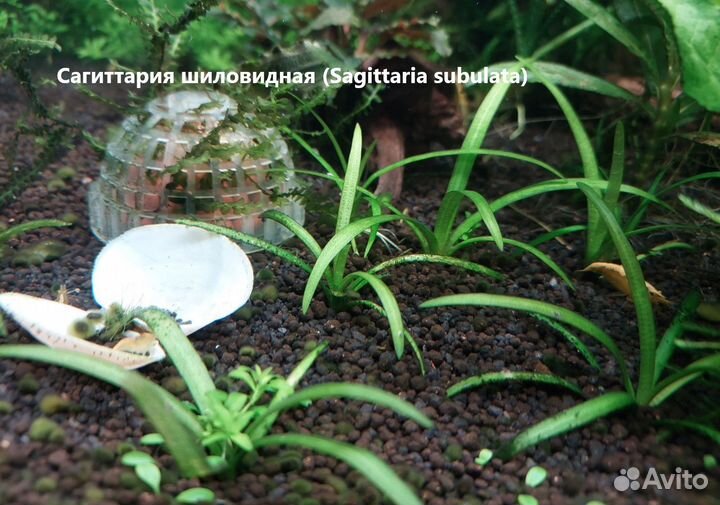 Аквариумные растения