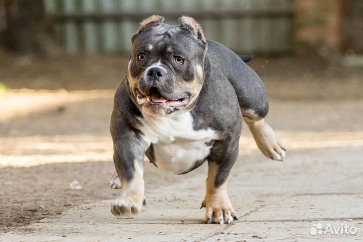 Микро покет американский булли девочка