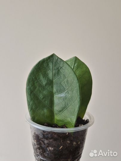 Замиокулькас замиелистный