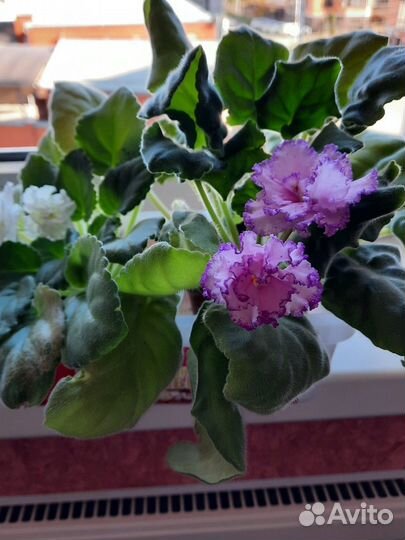 Сортовые фиалки цветущие, Пятигорск