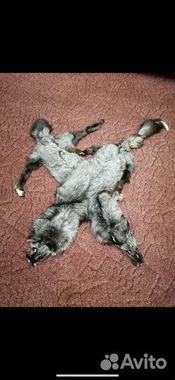 Шкура чернобурки