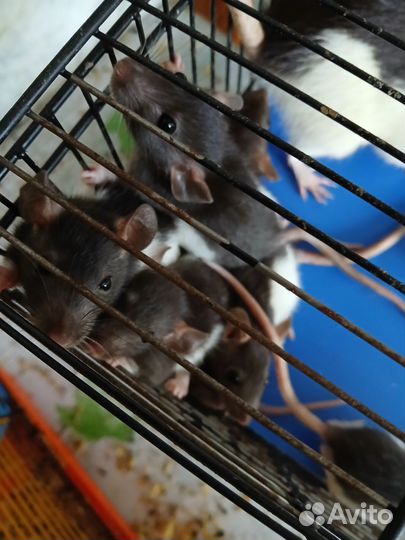 Крыса дамбо