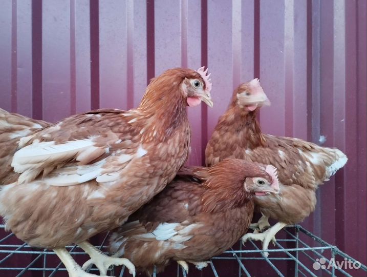 Куры несушки
