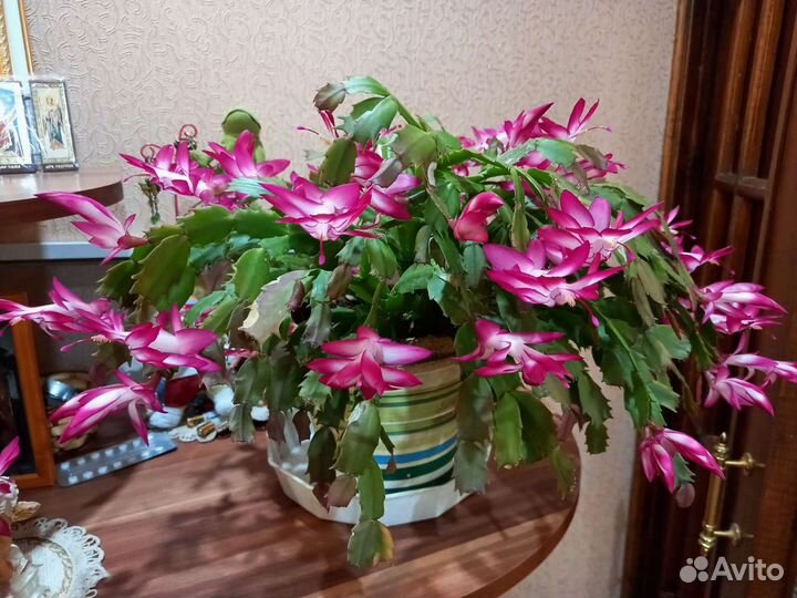 Декабрист шлюмбергера