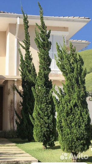 Можжевельник Кайзука китайский