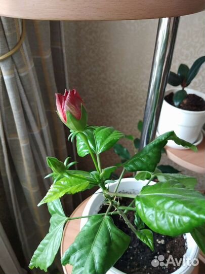 Гибискус китайская роза