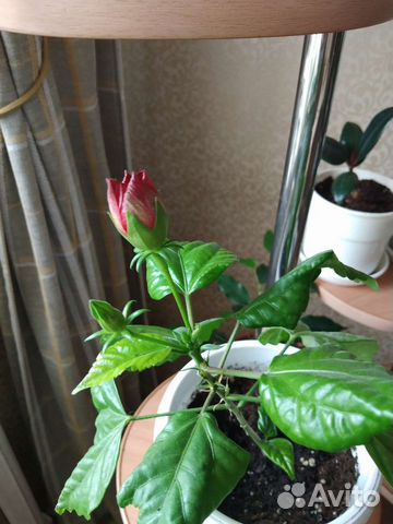 Гибискус китайская роза