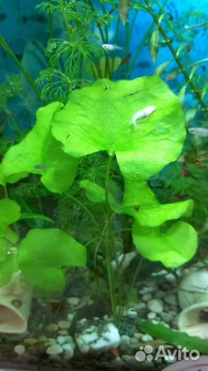 Аквариумные растения