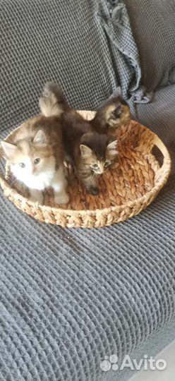 Курильский бобтейл котята