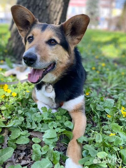 Собака в добрые руки