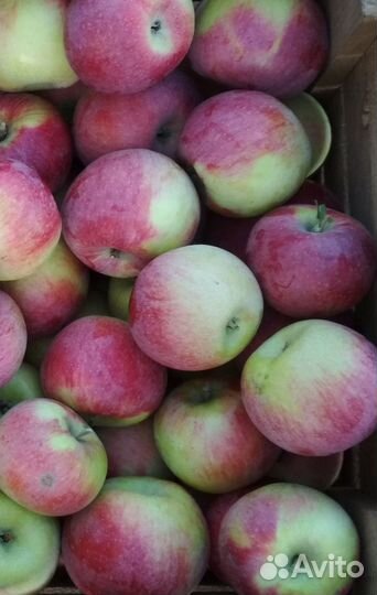 Продаю яблоки
