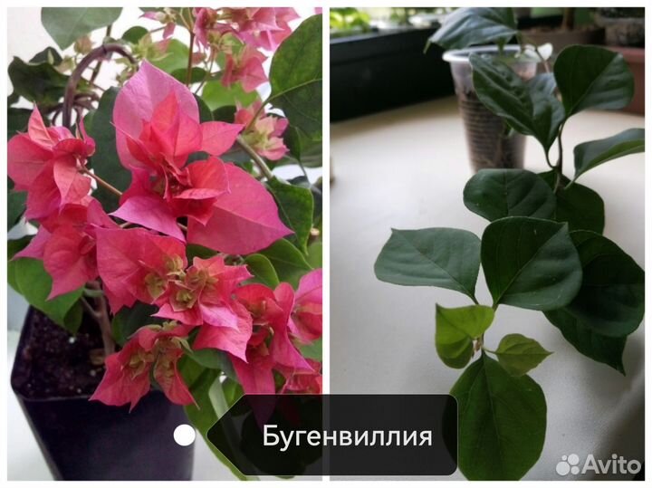 Комнатные цветы