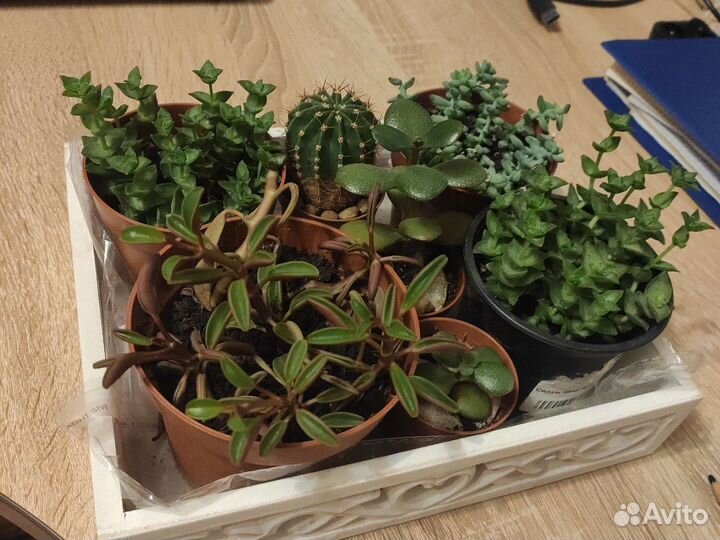 Суккуленты