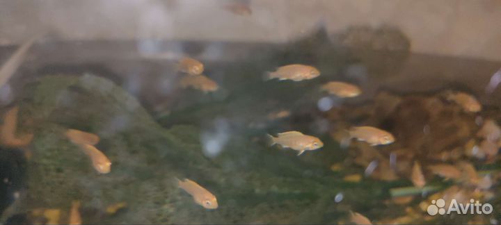 Лабидохромис еллоу мальки