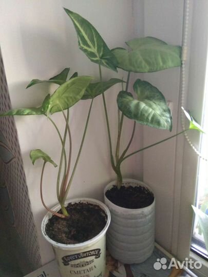 Комнатные растения