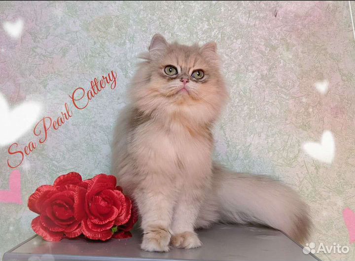 Голубое золото ау12 британец