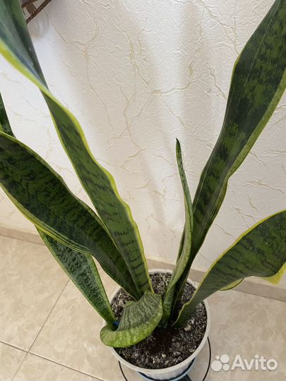 Сансевиерия