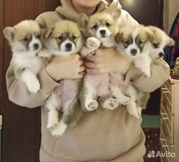 Щенки Вельш-корги пемброк