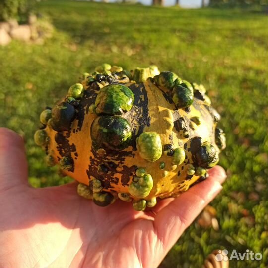 Тыква декоративная