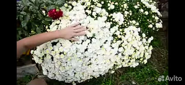 Мультифлора